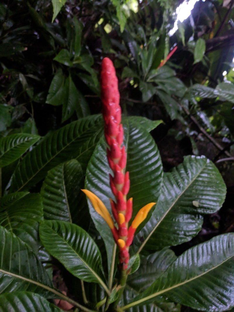Aphelandra hartwegiana photo 2