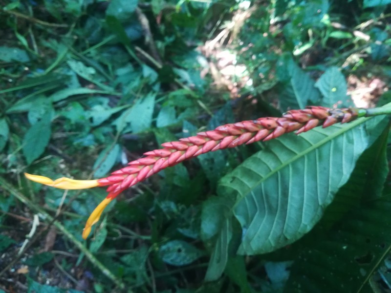 Aphelandra hartwegiana photo 4