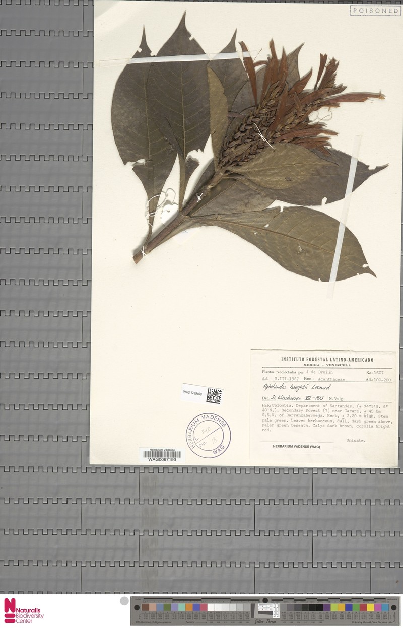 Aphelandra haughtii