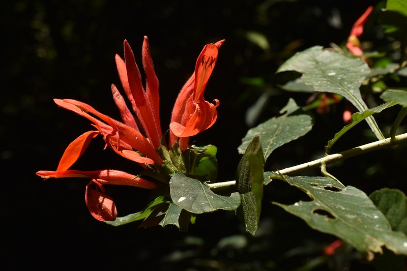 Aphelandra heydeana