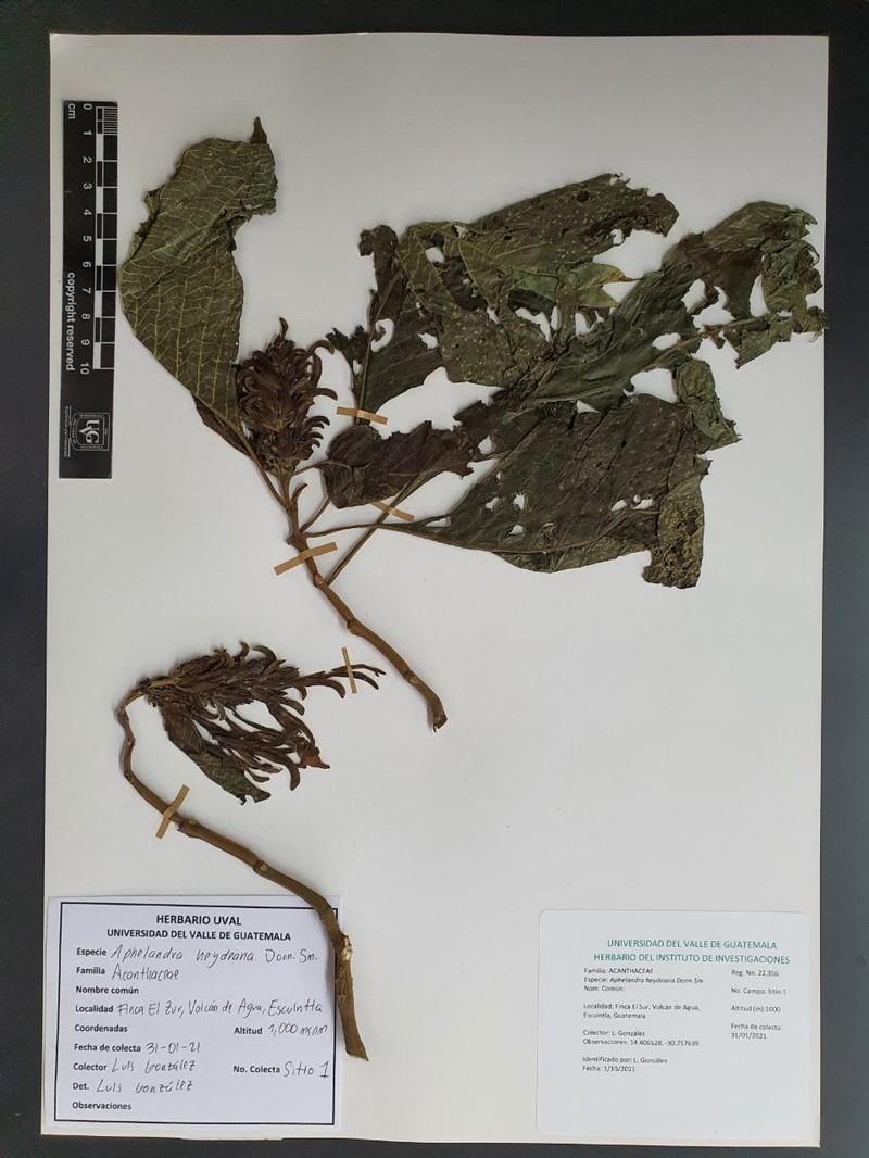 Aphelandra heydeana photo 2