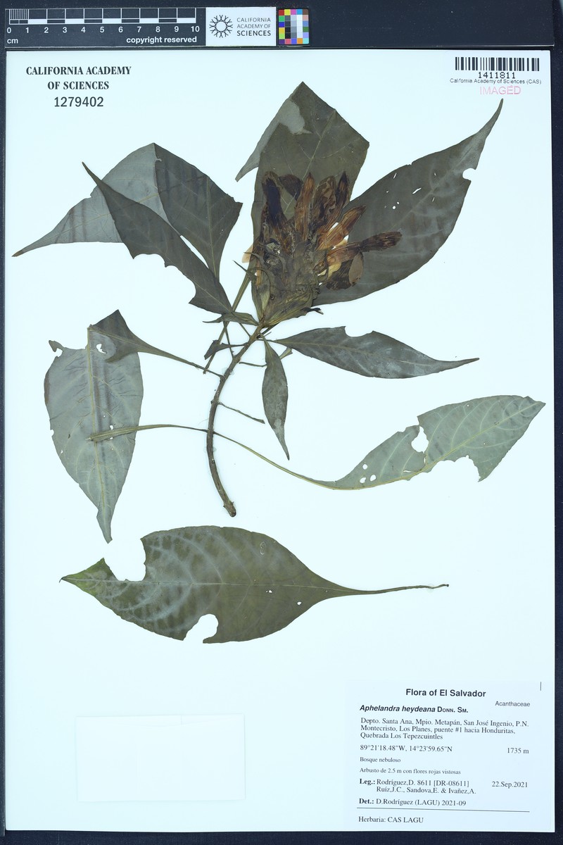 Aphelandra heydeana photo 3