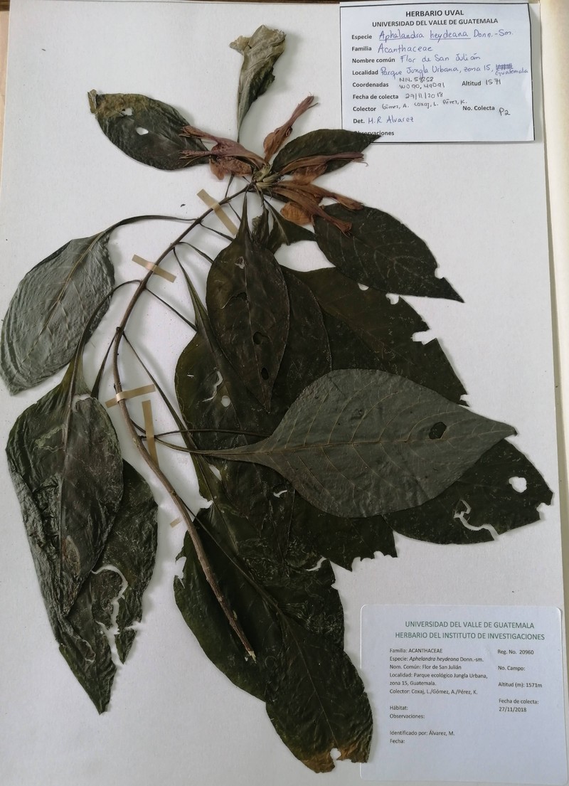 Aphelandra heydeana photo 4