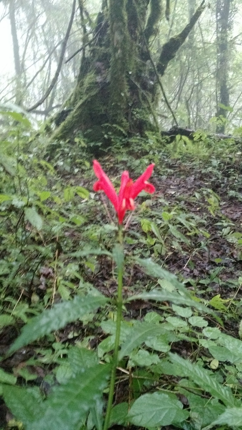 Aphelandra hieronymi