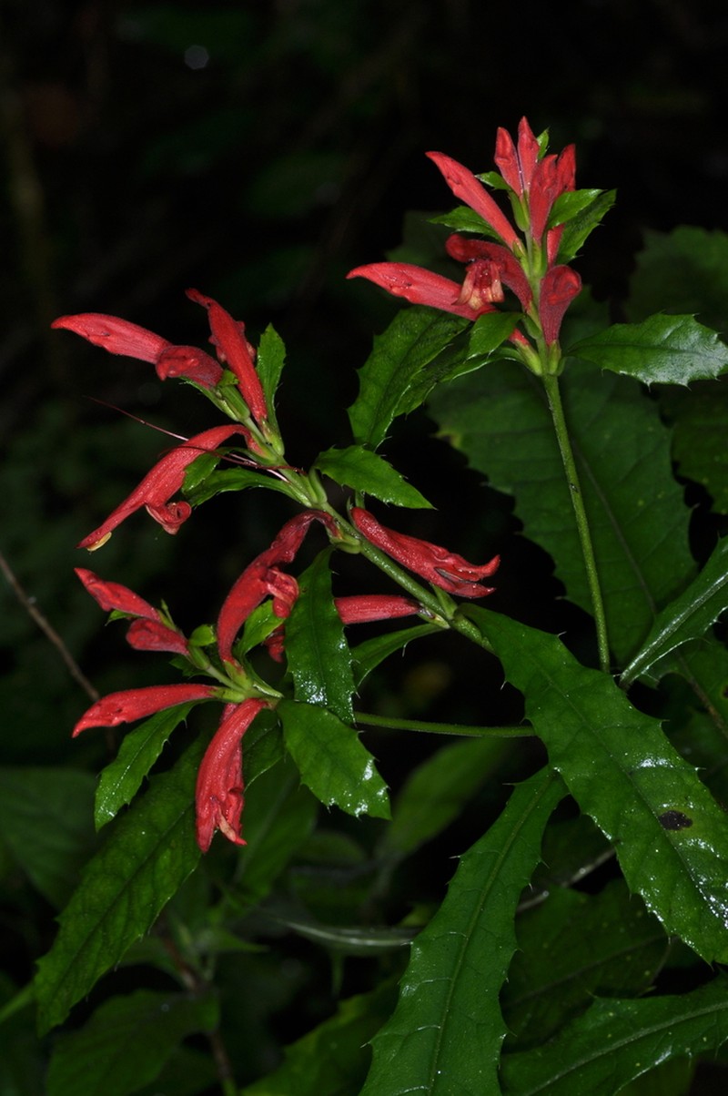 Aphelandra hieronymi photo 5
