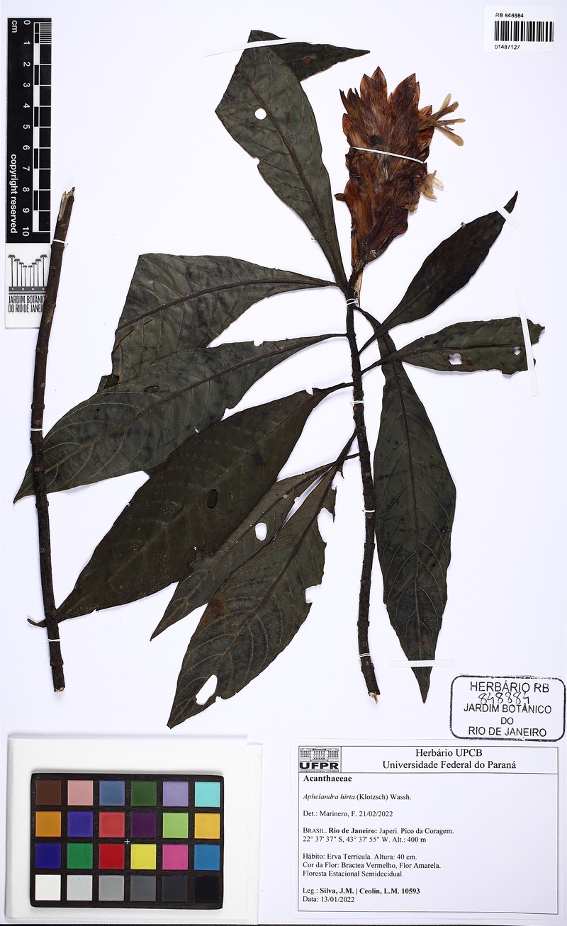 Aphelandra hirta photo 2