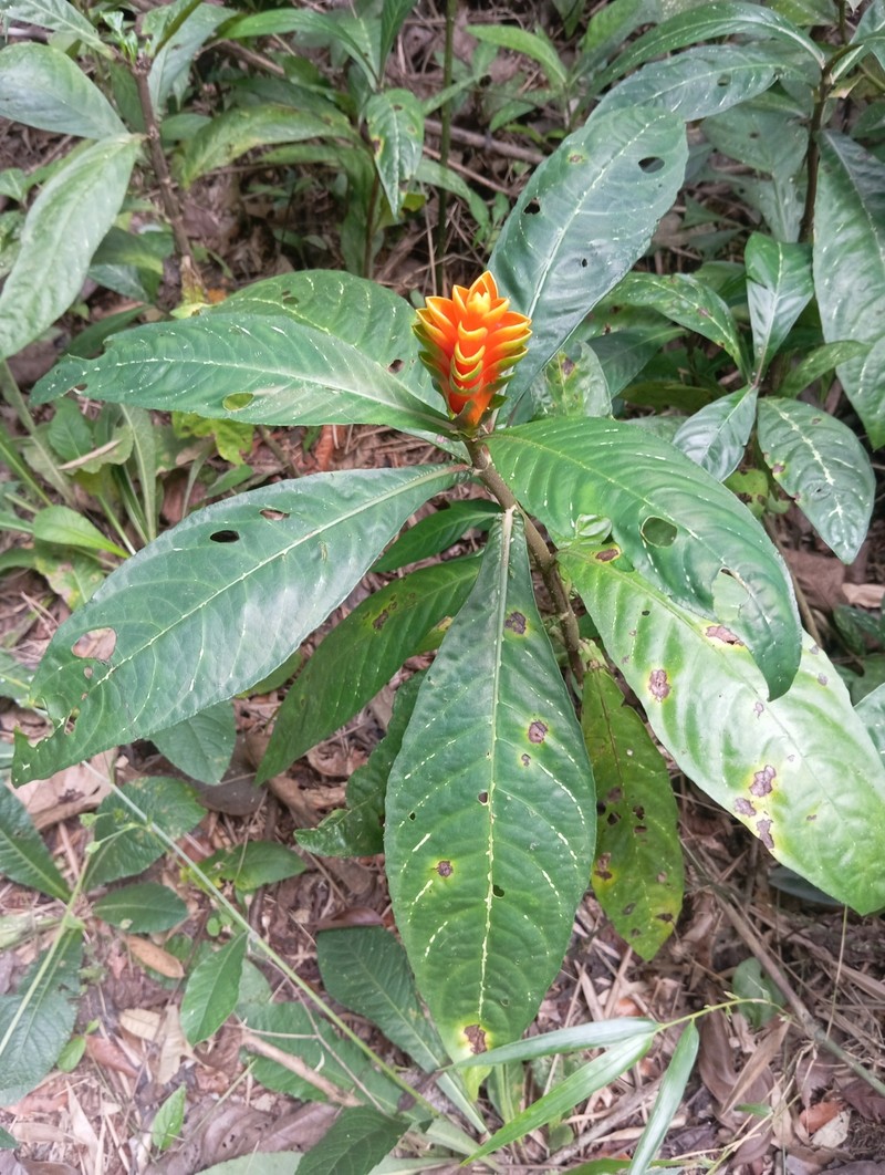 Aphelandra hirta photo 5