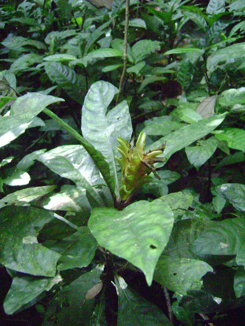 Aphelandra hirta photo 6