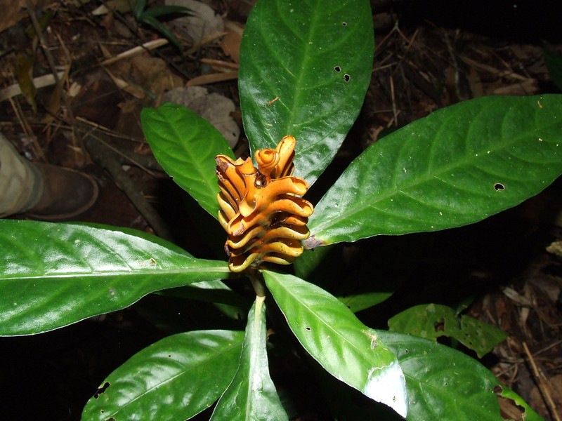 Aphelandra hirta photo 7