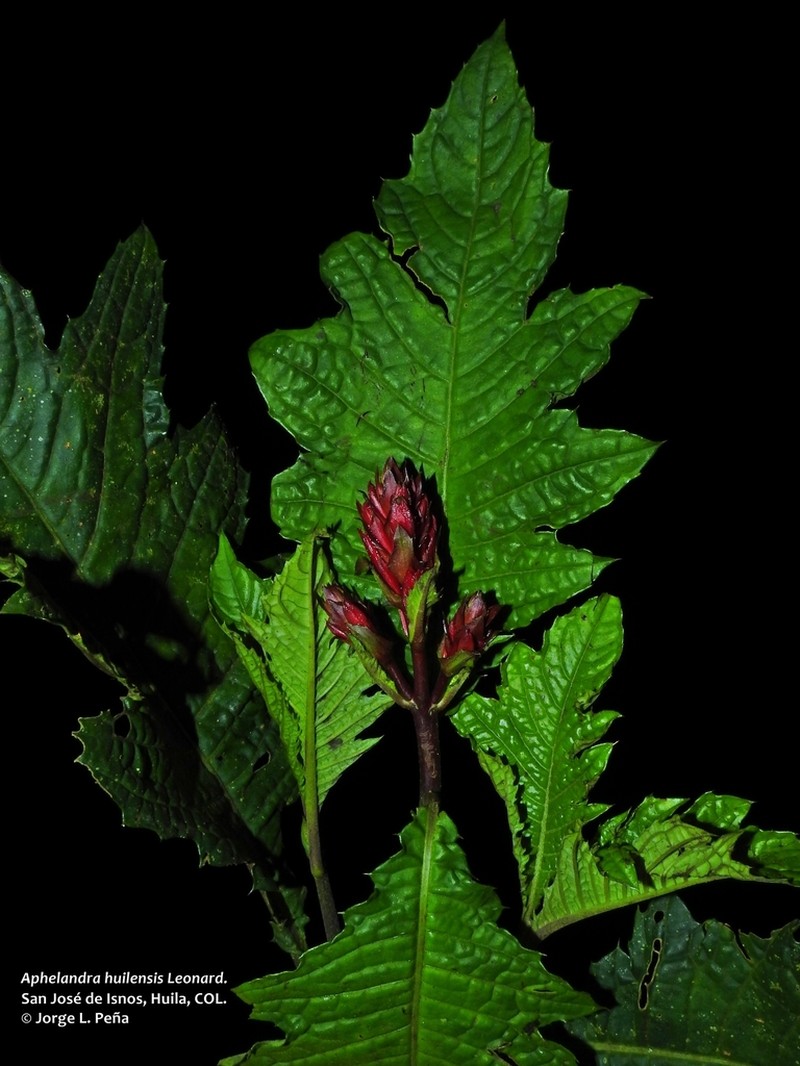 Aphelandra huilensis