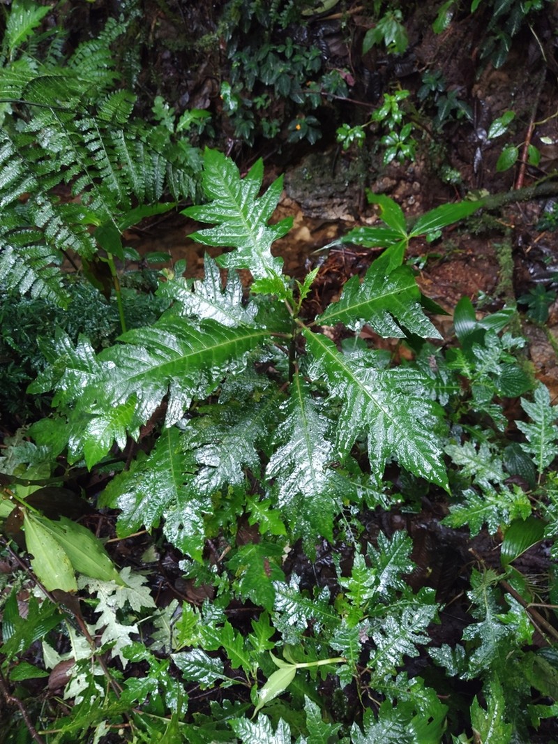Aphelandra huilensis photo 2