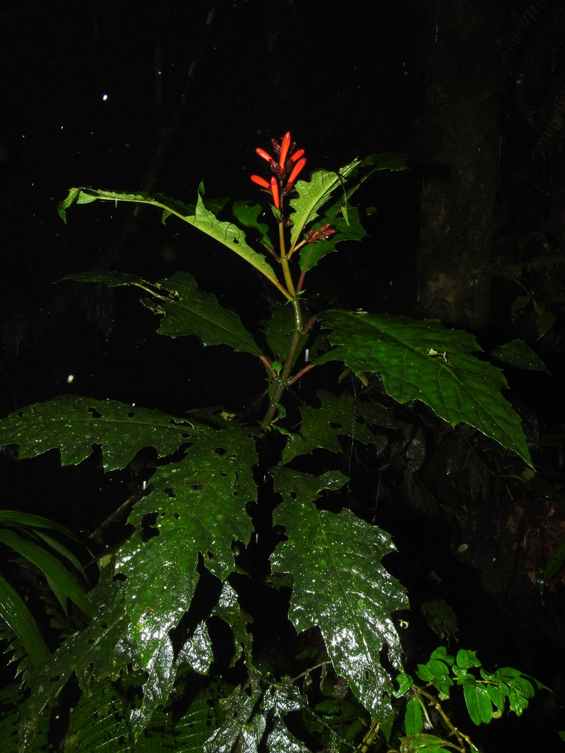 Aphelandra huilensis photo 6