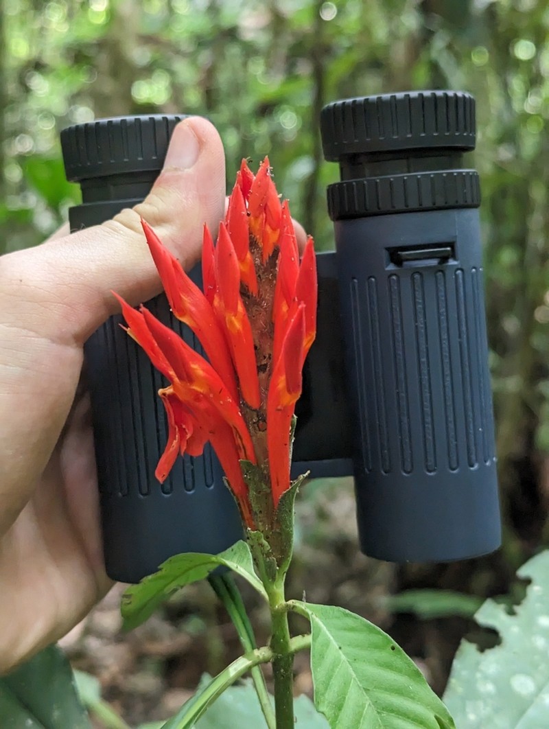Aphelandra hylaea