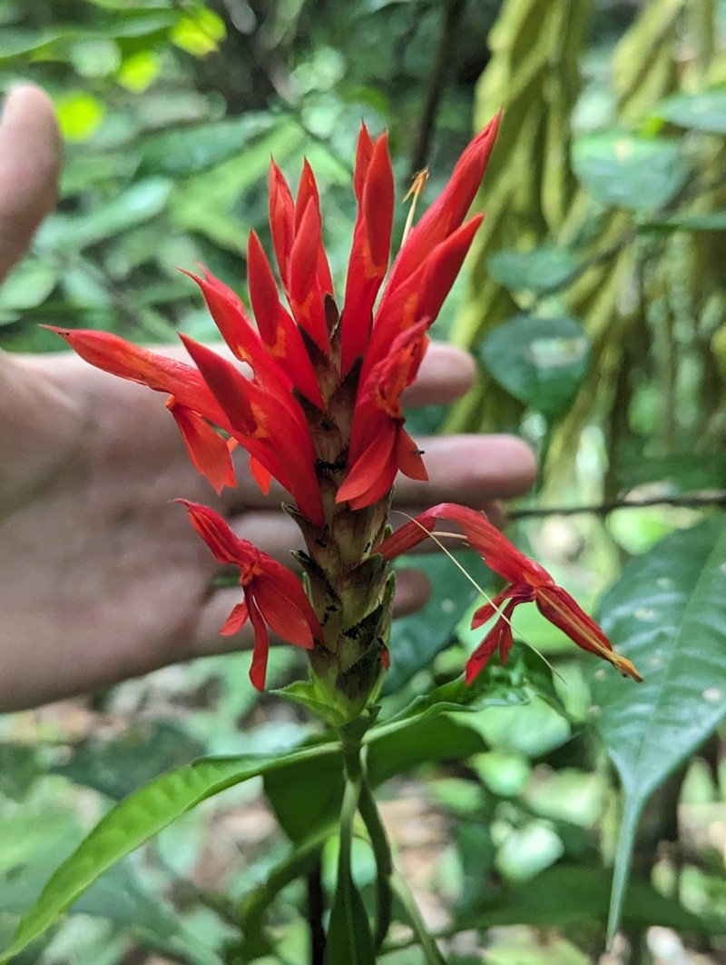 Aphelandra hylaea photo 2