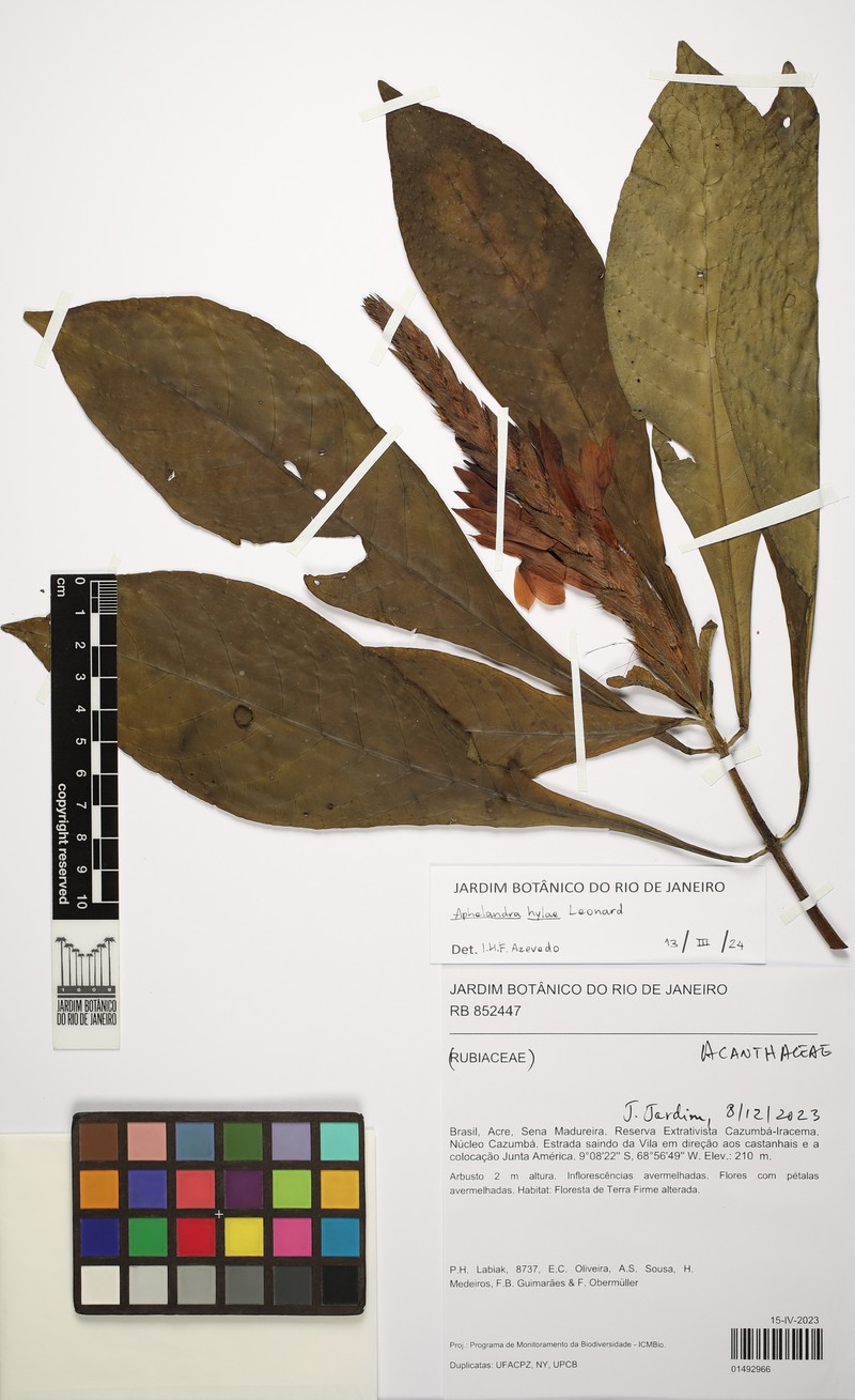 Aphelandra hylaea photo 3
