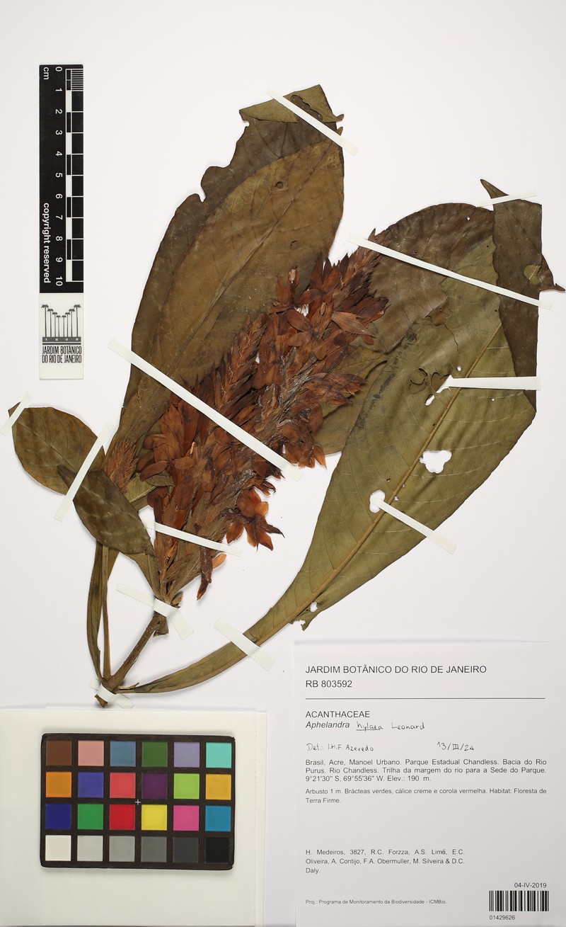 Aphelandra hylaea photo 4