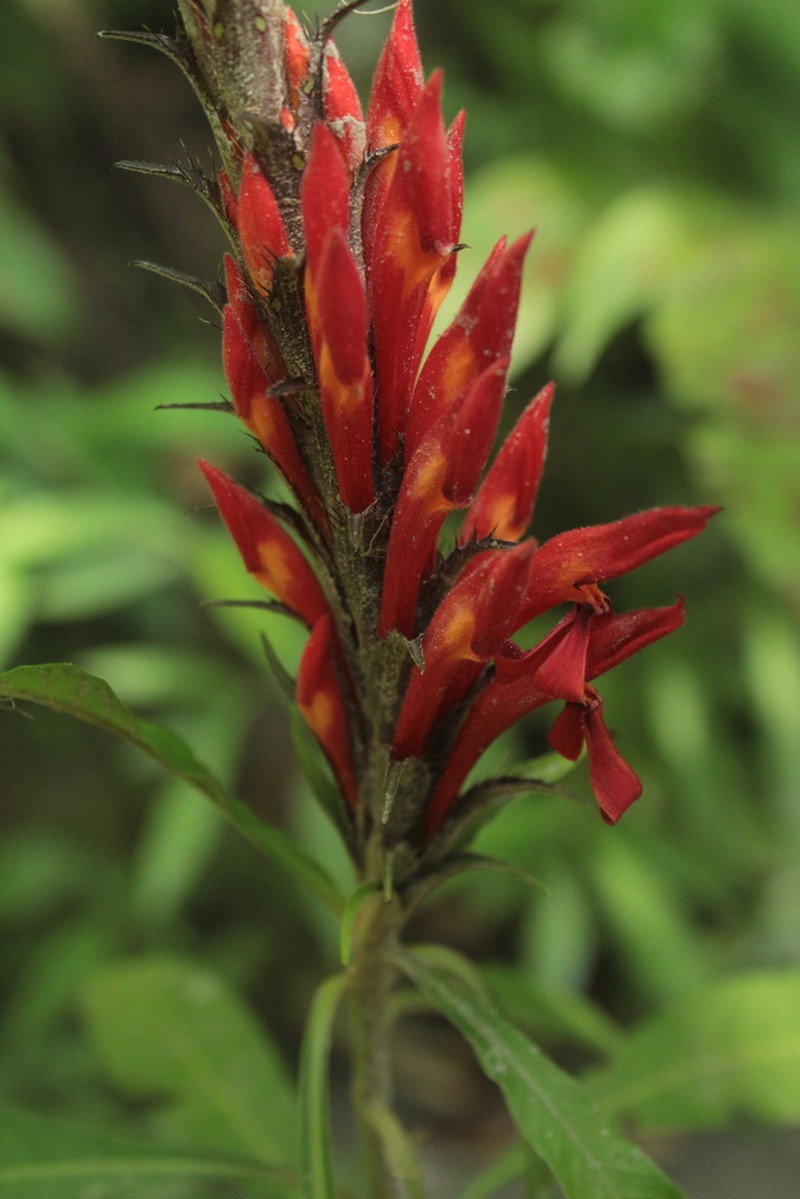 Aphelandra hylaea photo 5