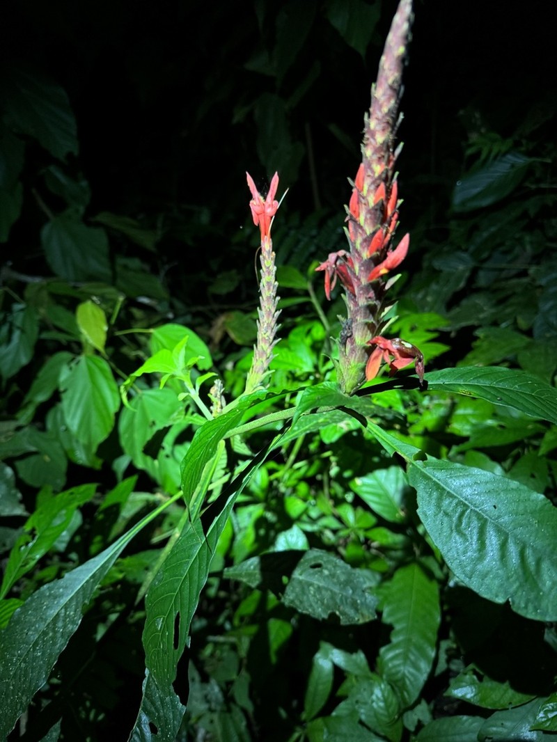 Aphelandra hylaea photo 6