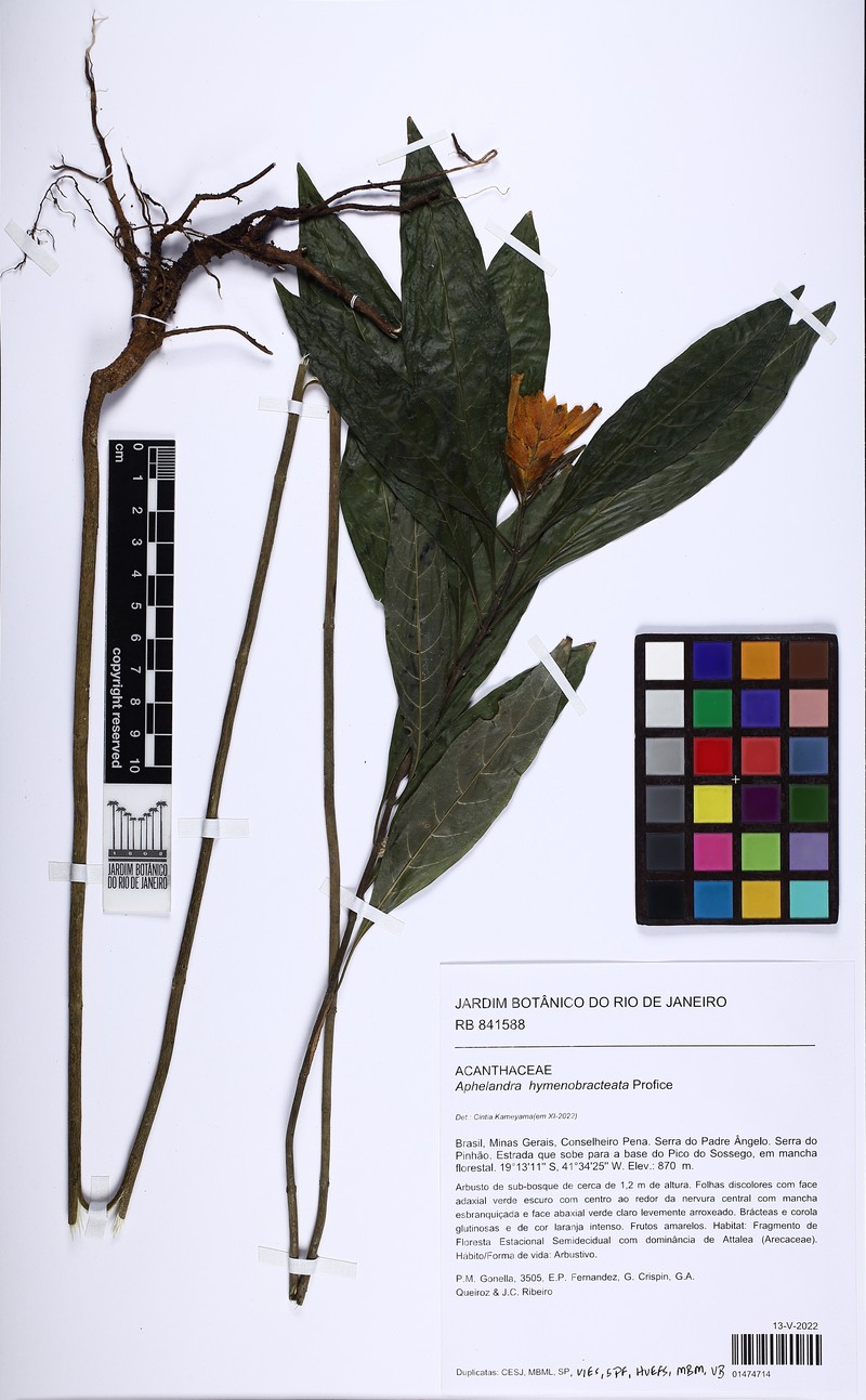 Aphelandra hymenobracteata