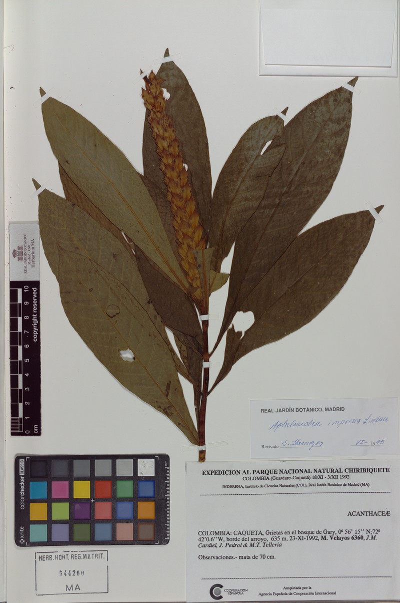 Aphelandra impressa