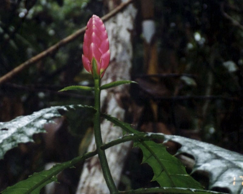Aphelandra lasiandra photo 4