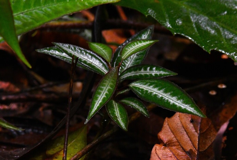 Aphelandra lasiandra photo 5