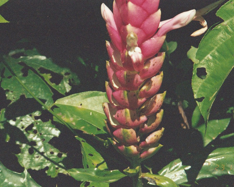 Aphelandra lasiandra photo 6