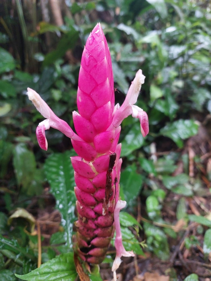 Aphelandra lasiandra photo 7