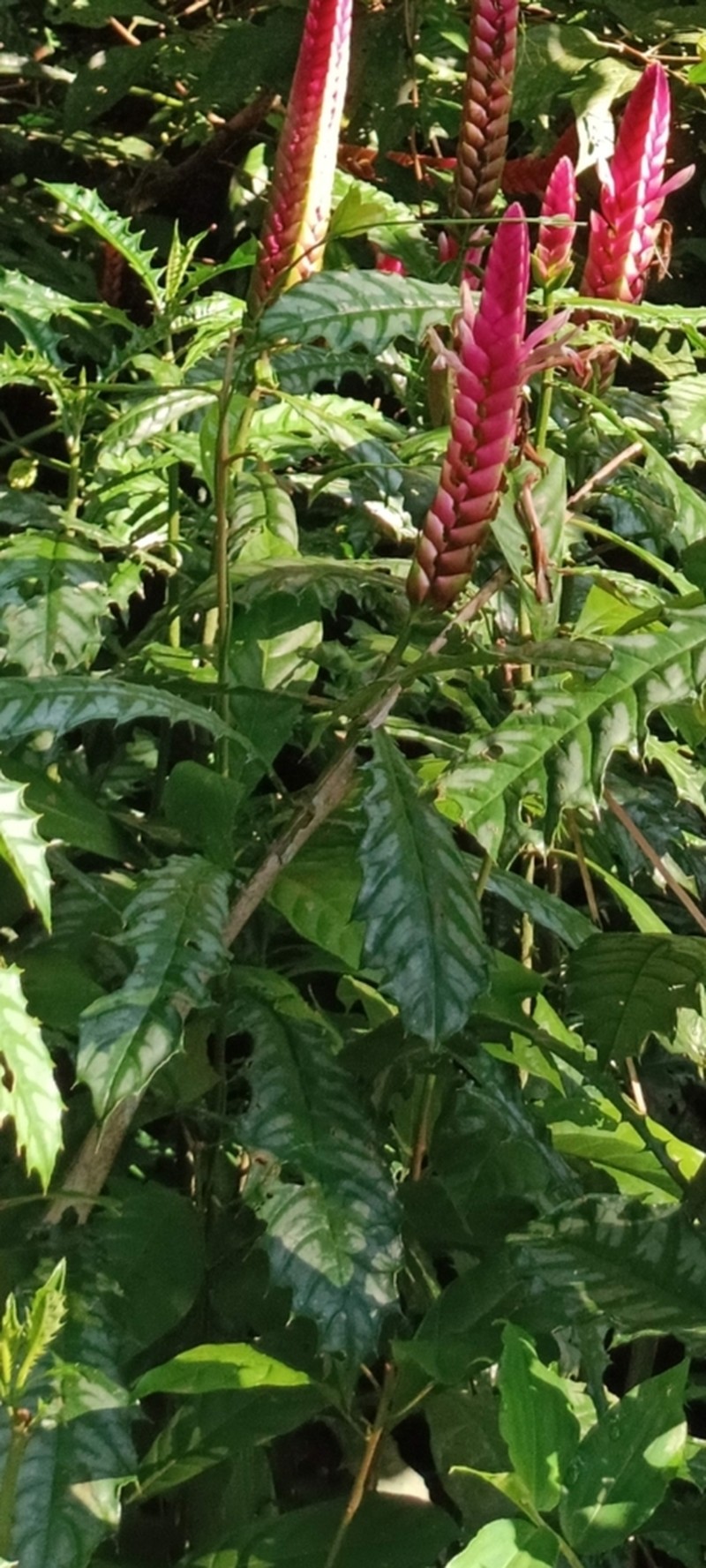 Aphelandra lasiandra