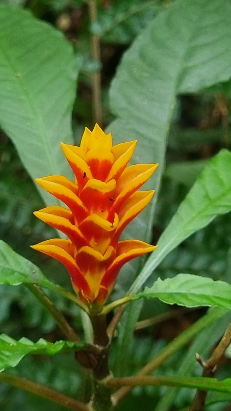 Aphelandra liboniana
