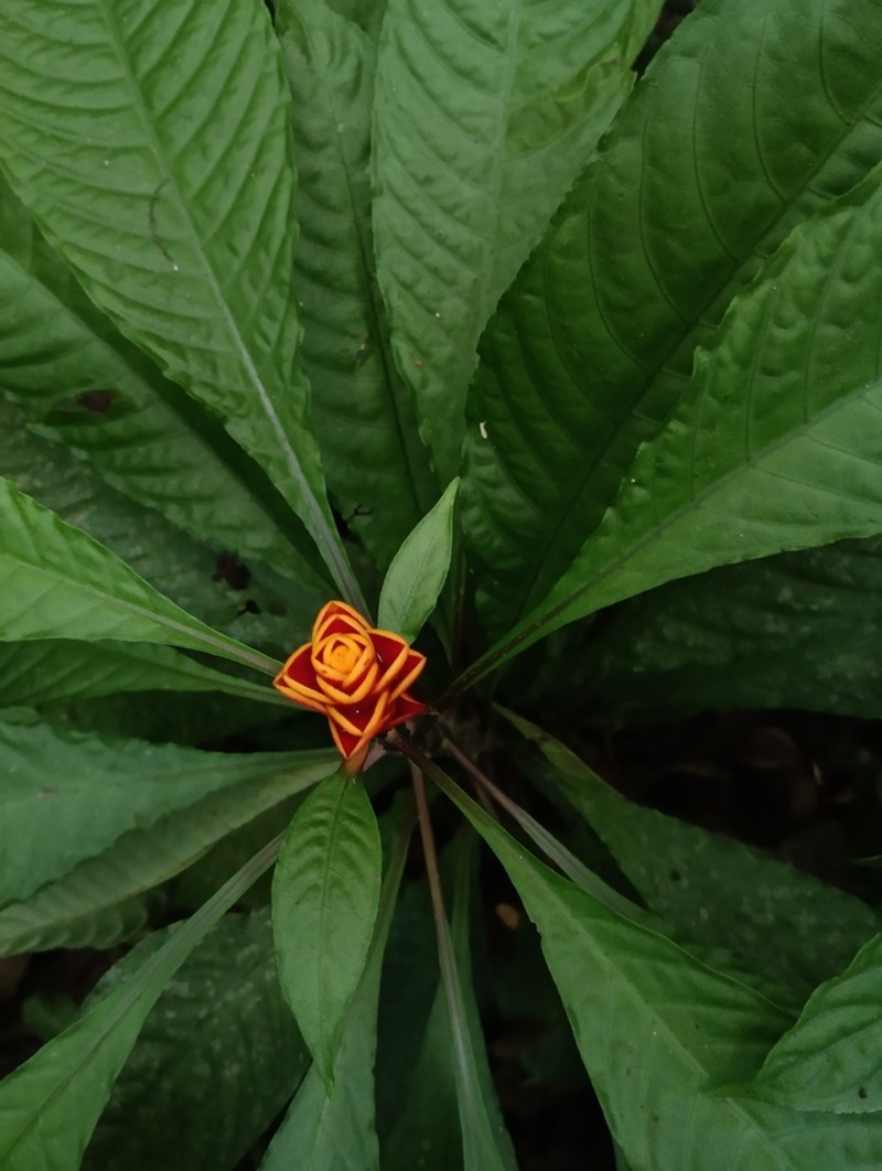 Aphelandra liboniana photo 2
