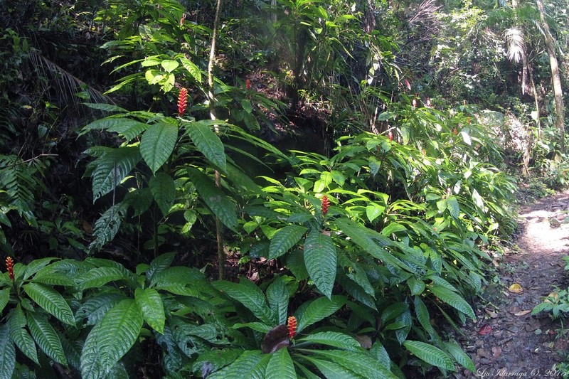 Aphelandra liboniana photo 3