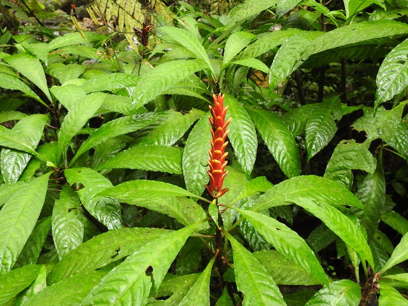 Aphelandra liboniana photo 4