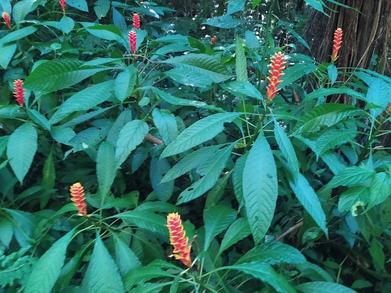 Aphelandra liboniana photo 5