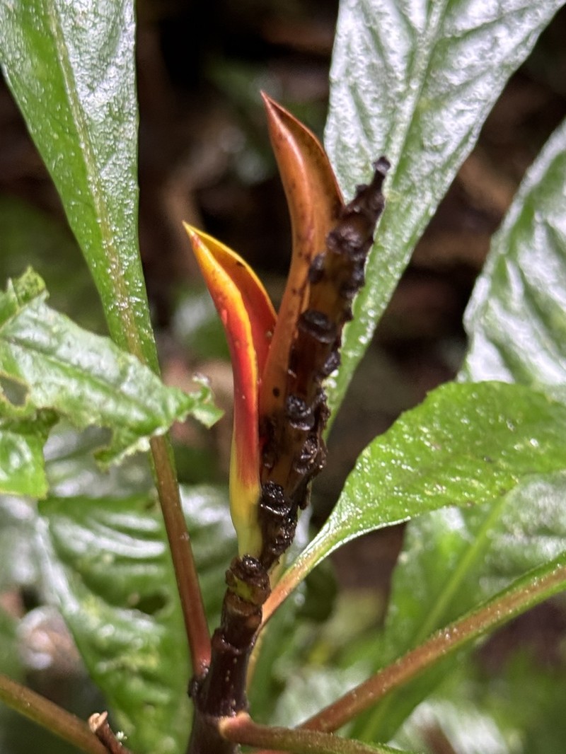 Aphelandra liboniana photo 6