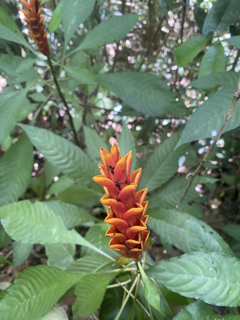 Aphelandra liboniana photo 7