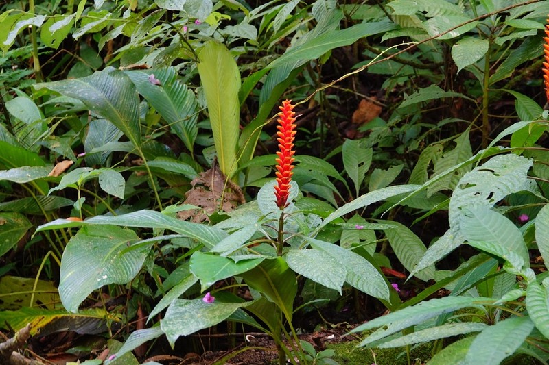 Aphelandra liboniana photo 8