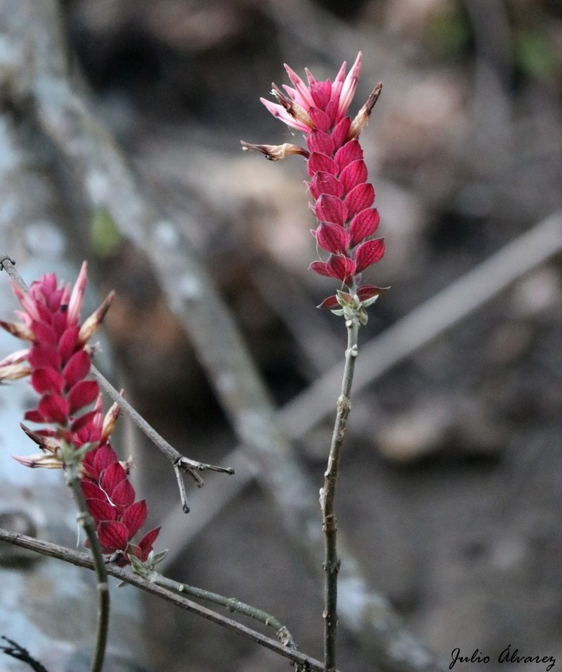 Aphelandra lineariloba