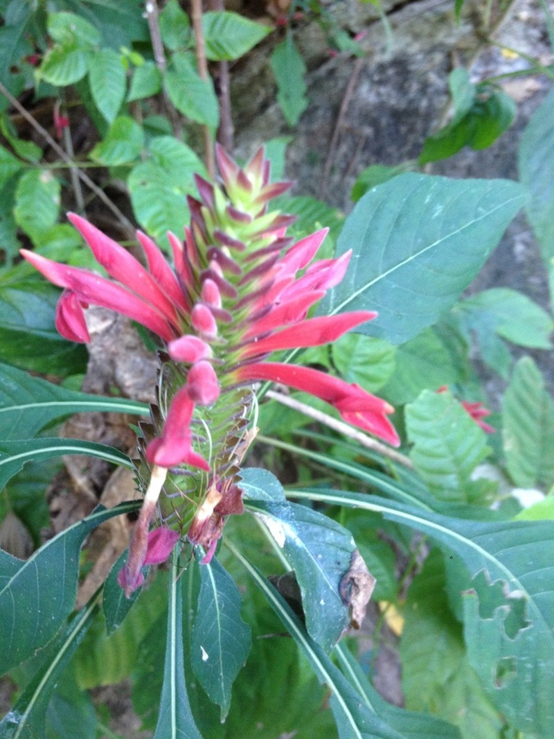 Aphelandra lineariloba photo 2