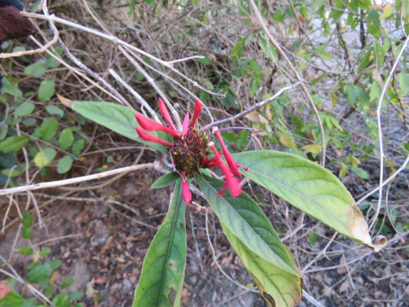 Aphelandra lineariloba photo 3