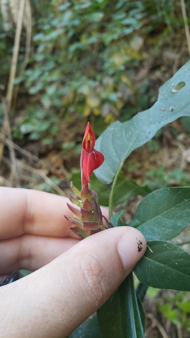 Aphelandra lineariloba photo 5
