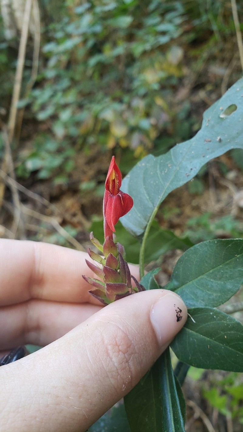 Aphelandra lineariloba photo 6