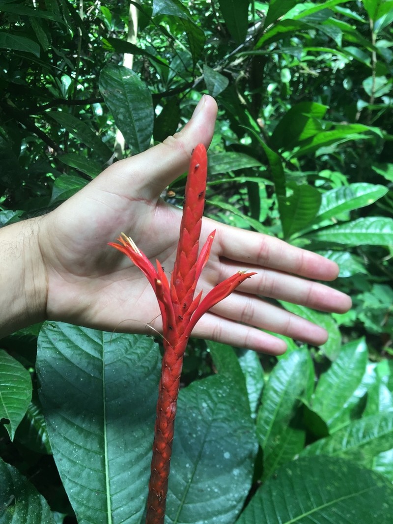 Aphelandra lingua-bovis