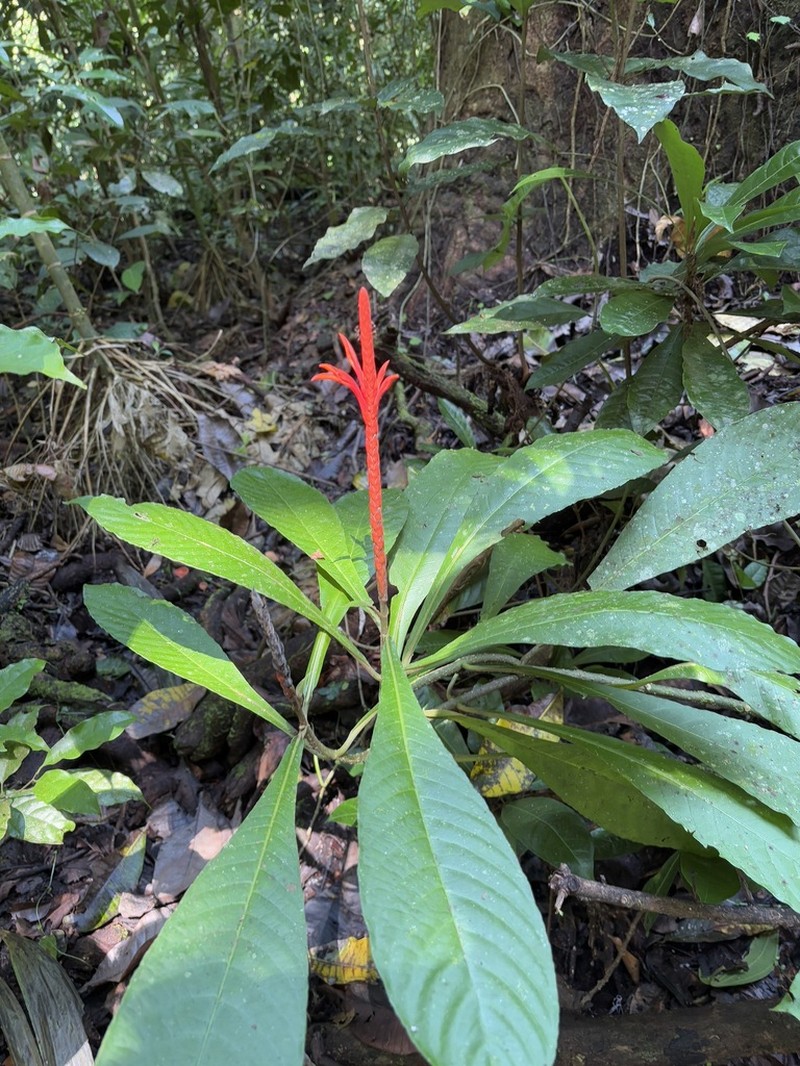Aphelandra lingua-bovis photo 2