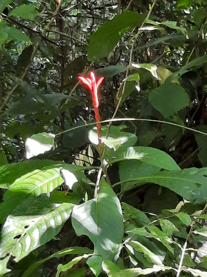 Aphelandra lingua-bovis photo 3