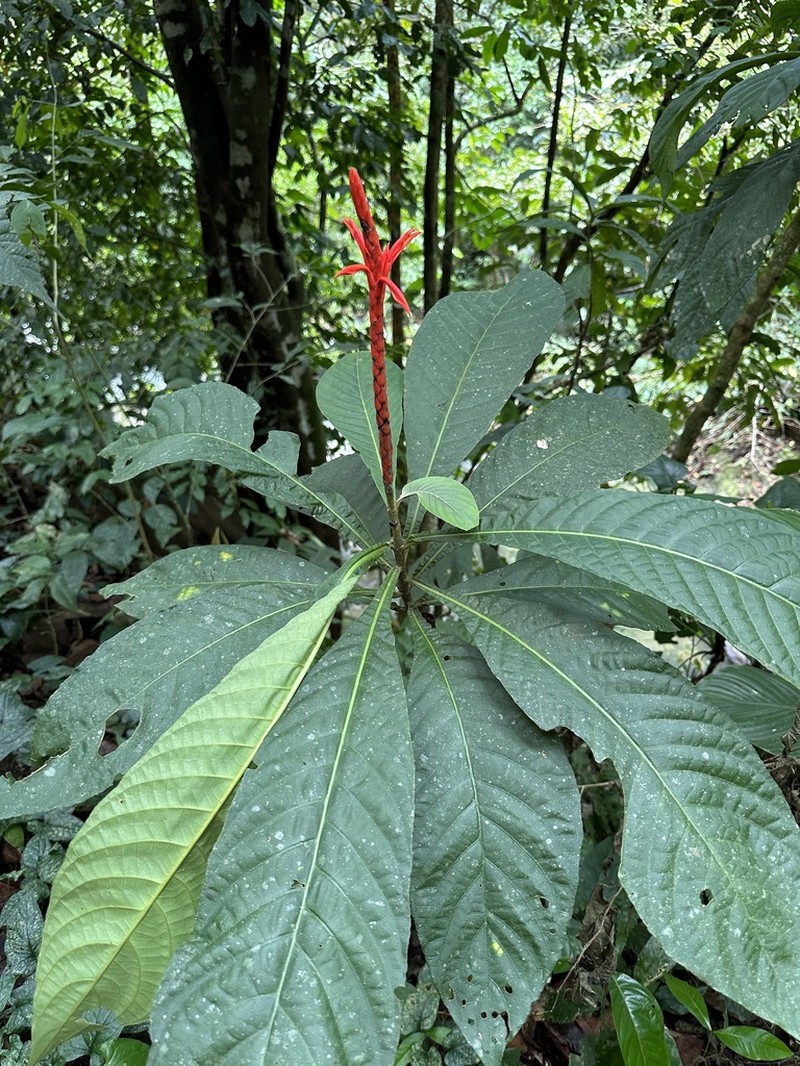 Aphelandra lingua-bovis photo 4