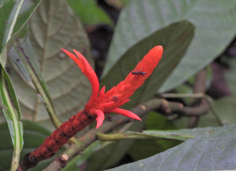 Aphelandra lingua-bovis photo 5