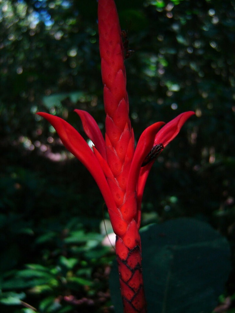 Aphelandra lingua-bovis photo 6
