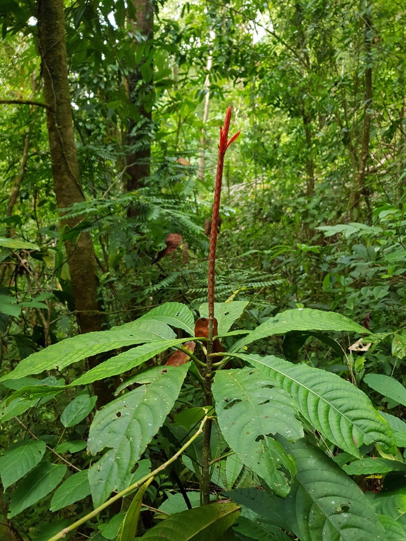 Aphelandra lingua-bovis photo 7