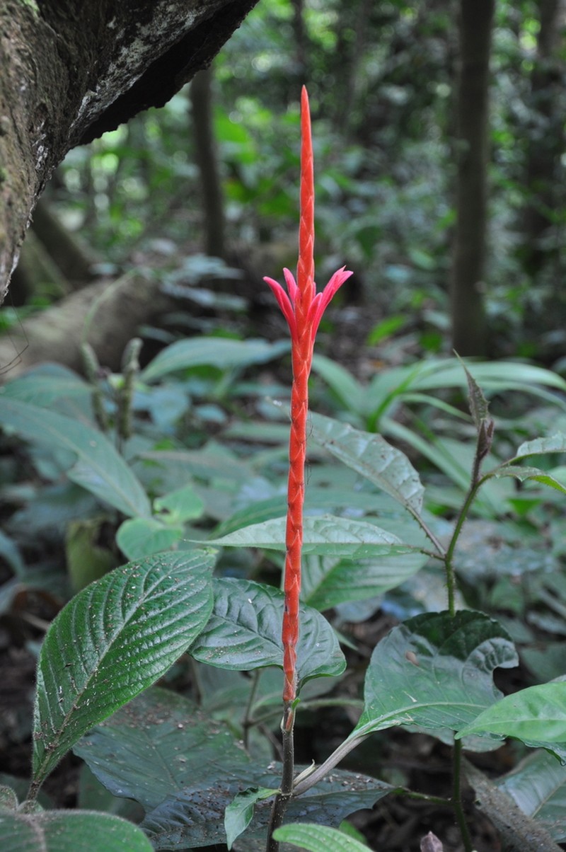 Aphelandra lingua-bovis photo 8